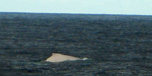 Migaloo, is that you? This photo, taken off the northern end of Fraser Island on Sunday, is believed to show the famous albino humpback Migaloo. Migaloo, is that you? This photo, taken off the northern end of Fraser Island on Sunday, is believed to show the famous albino humpback Migaloo.
